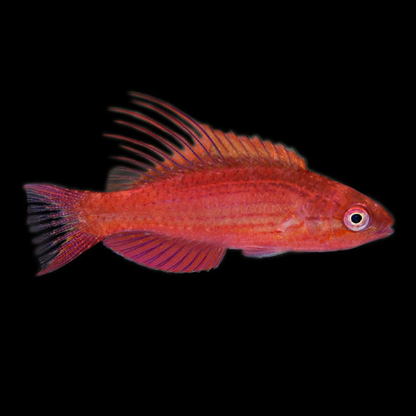 Blue Flasher Wrasse