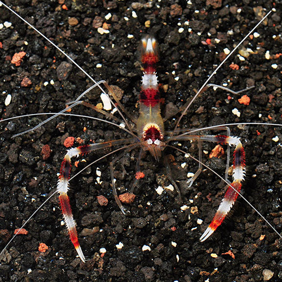 Coral Banded Shrimp (Medium)