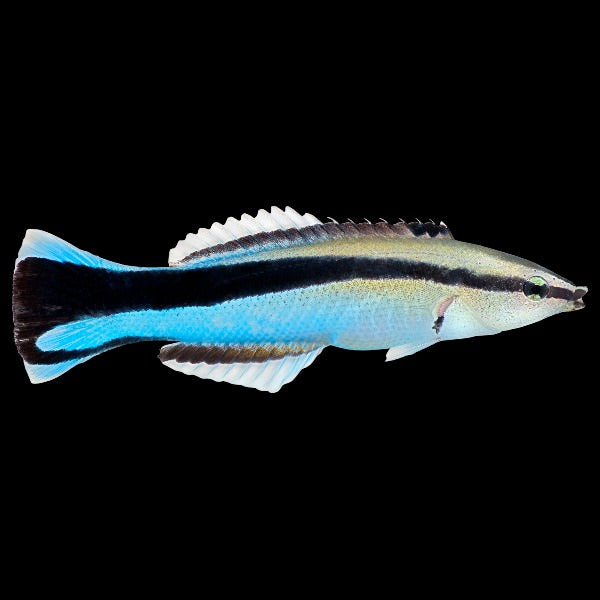 Bluestreak Cleaner Wrasse