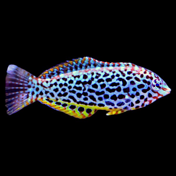 Leopard Wrasse