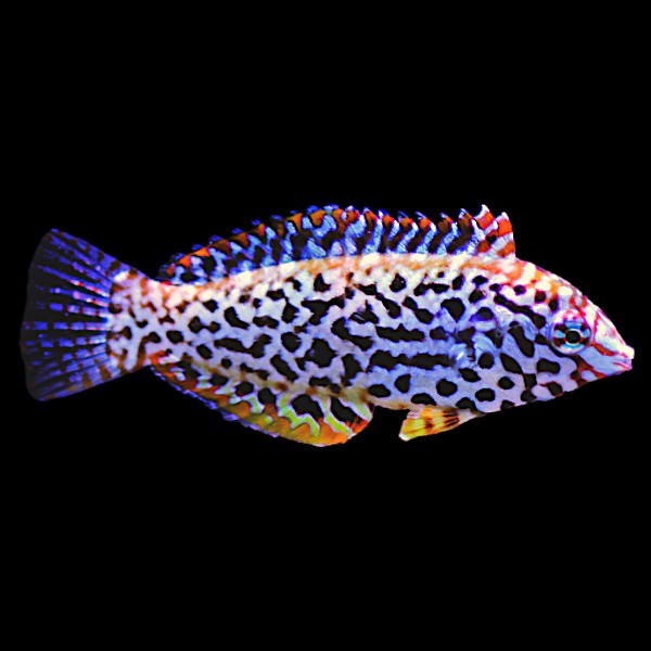 Leopard Wrasse