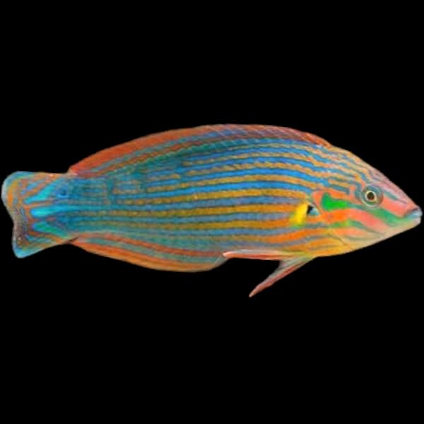 Indian Pinstriped Wrasse