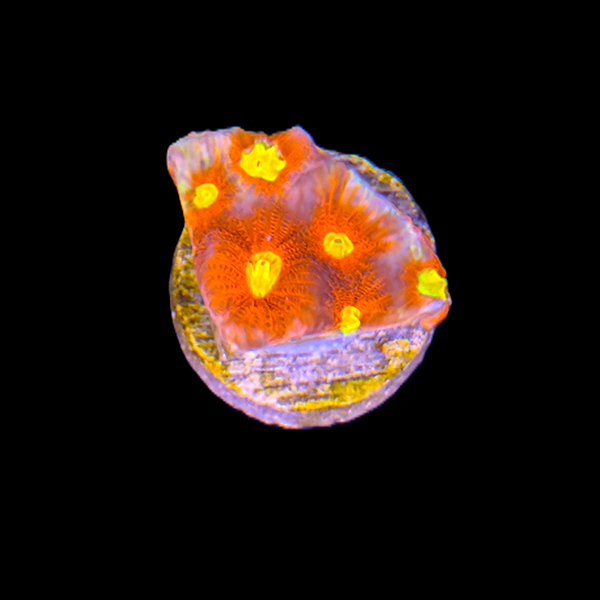 Yellow, Red and Purple Favia Frag