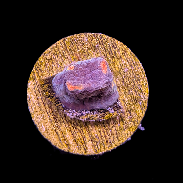 Miami Hurricane Chalice Frag