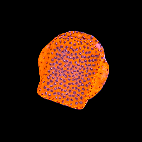 Mystic Sunset Montipora Frag