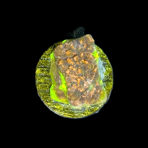Crayola Meltdown Chalice Frag