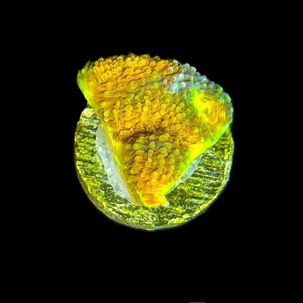 Crayola Meltdown Chalice Frag