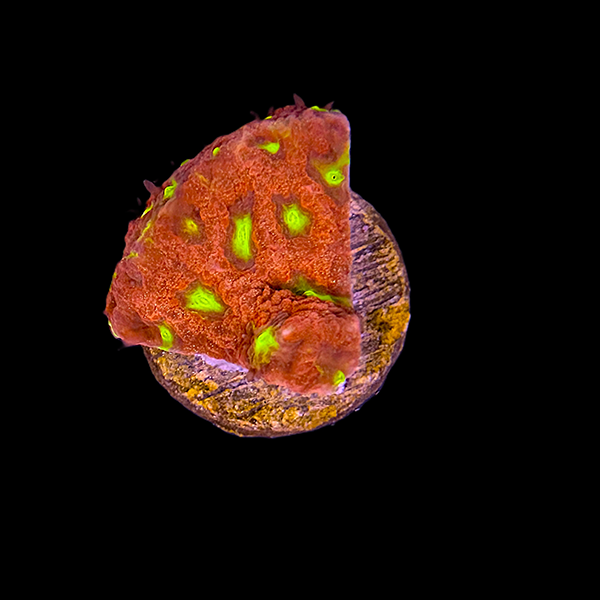 Red and Yellow Chalice Frag