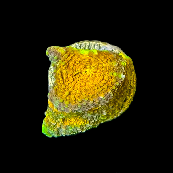 Crayola Meltdown Chalice Frag
