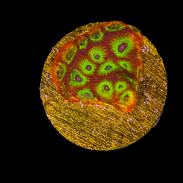 Red Green Favia Frag