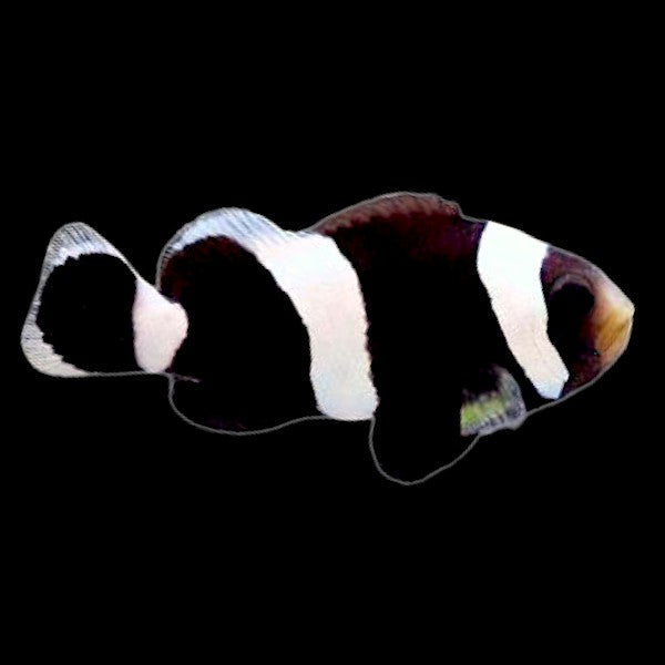 Black Saddleback Clownfish