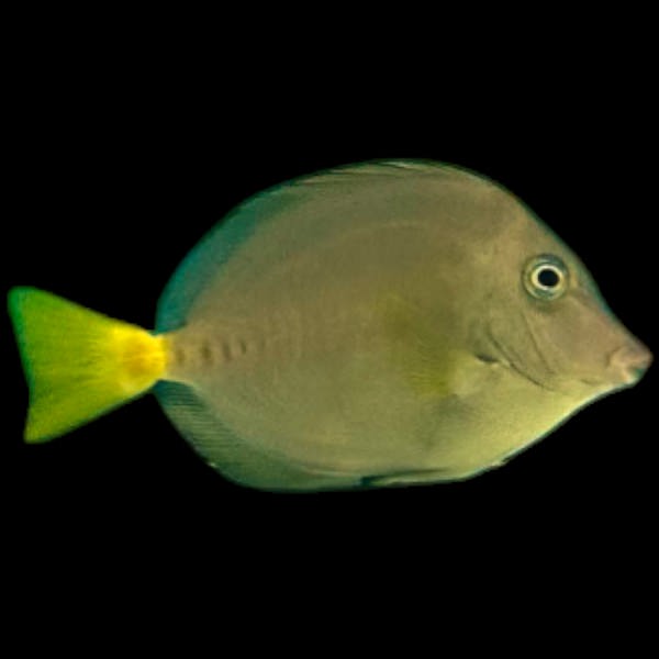 Indonesian Sawtail Tang *RARE*