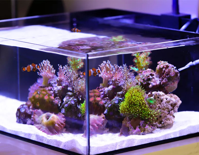 Reef Casa Tide 12 Gallon Aquarium