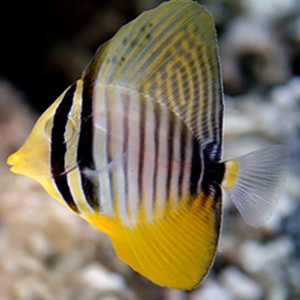 Pacific Sailfin Tang