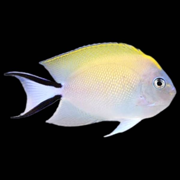 Genicanthus melanospilus