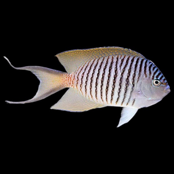 Blackspot Swallowtail Angelfish Male