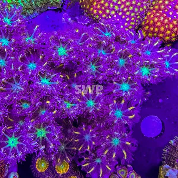 Clove Polyps