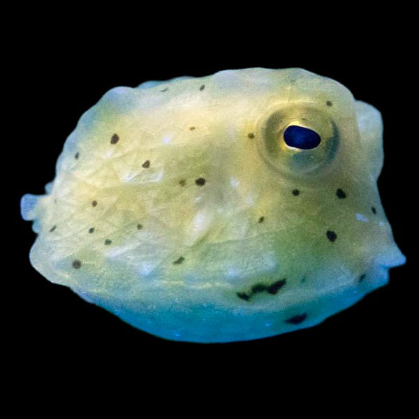 Longhorn Cowfish