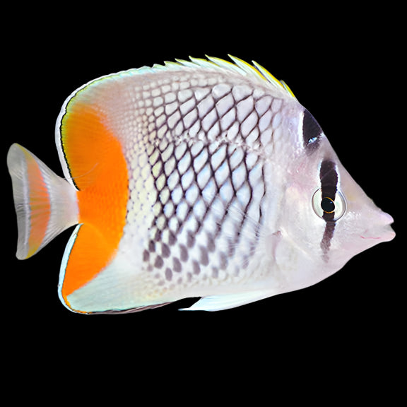 Pearlscale Butterflyfish