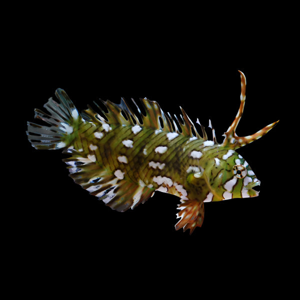 Dragon Wrasse