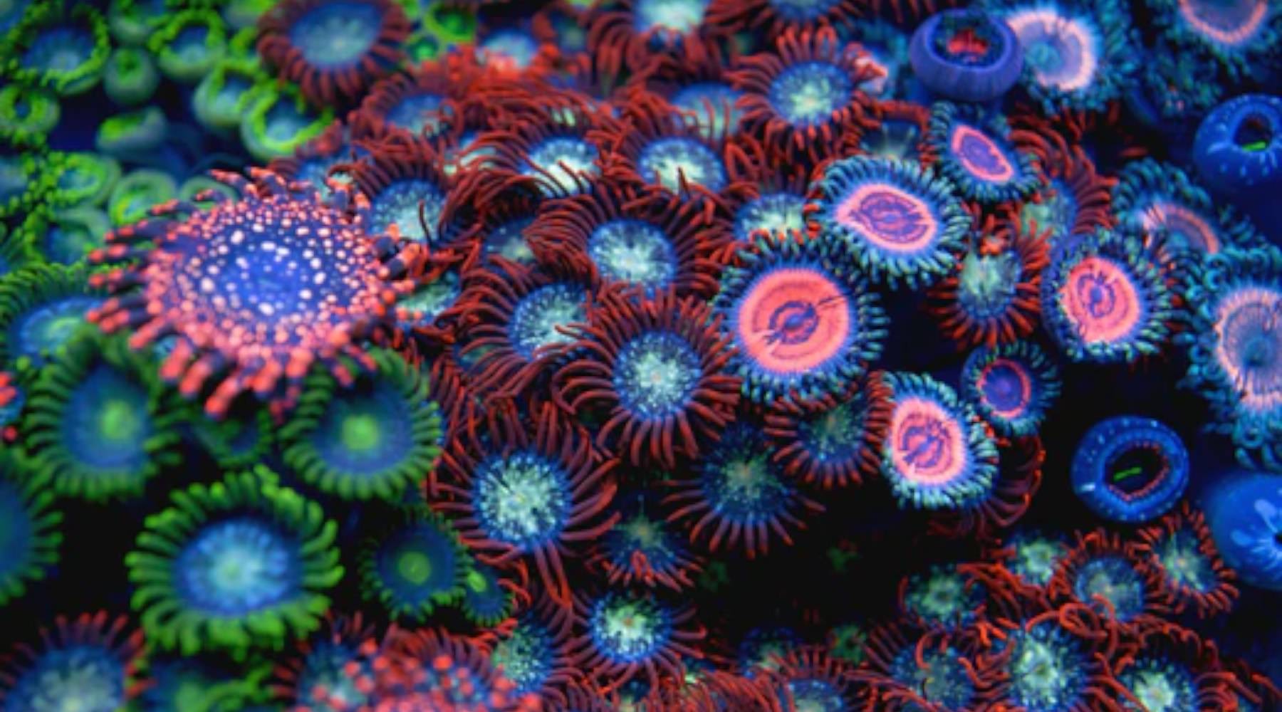 WWC AOI Zoas