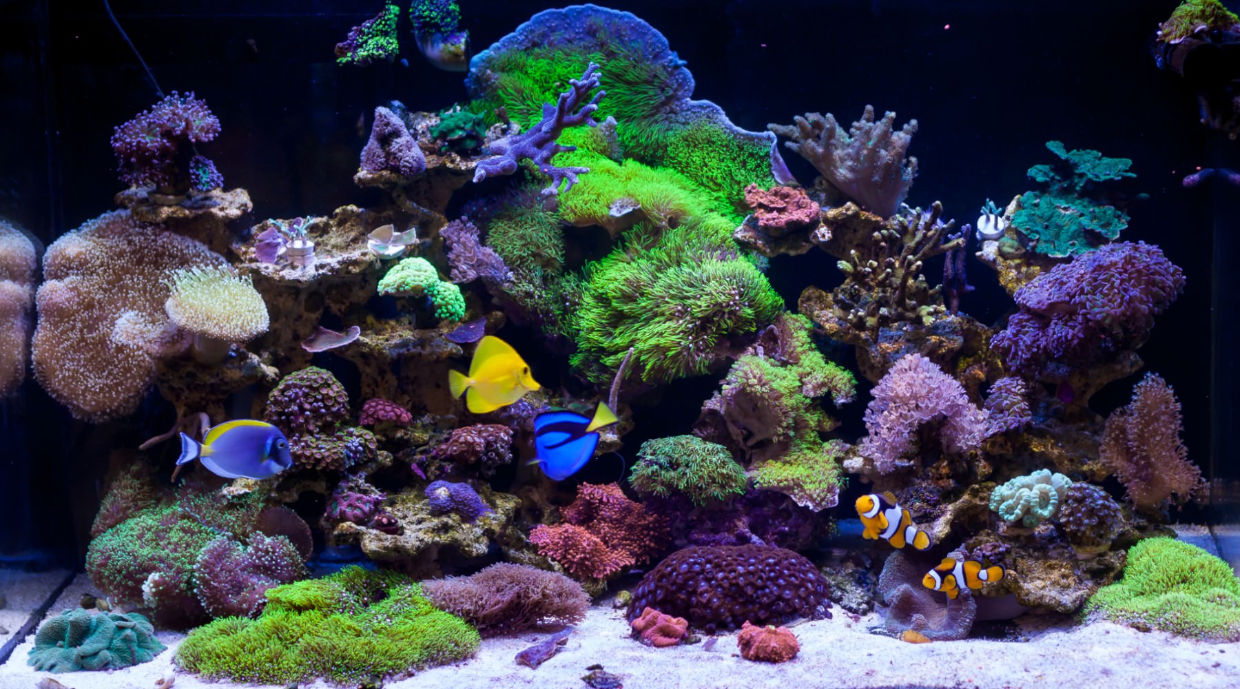 Reef Tank Success