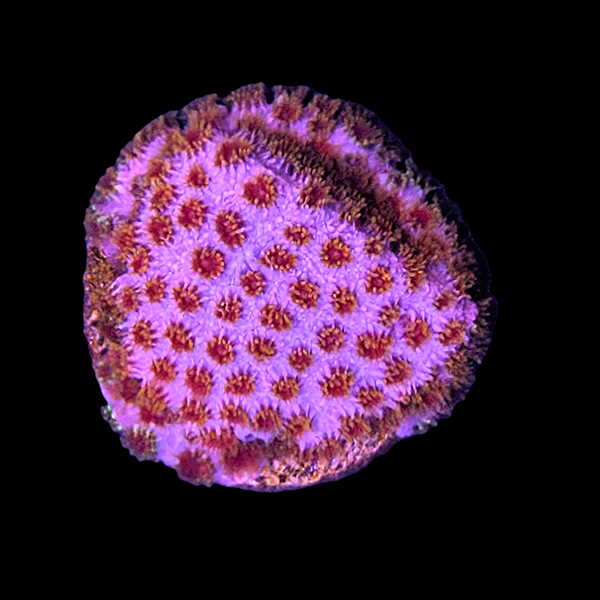 Skittle Bomb Cyphastrea Frag