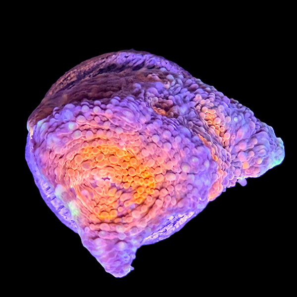 Orange and Blue Chalice Frag