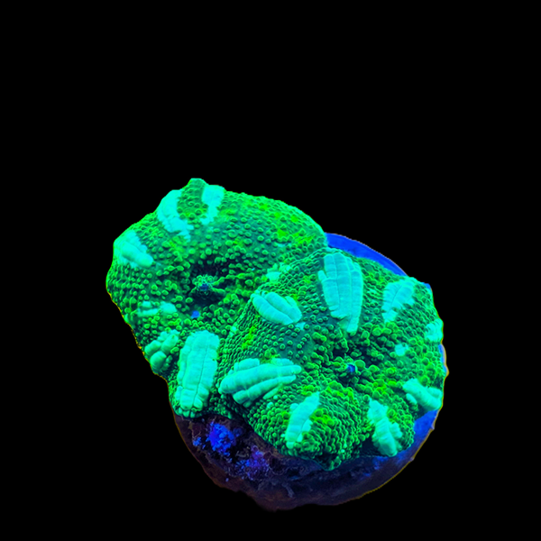 Ultra Discoma Frag