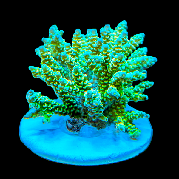 Acropora Millepora - Green Yellow 3" frag