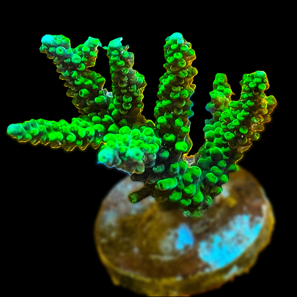 Acropora Tenuis - Green Frags