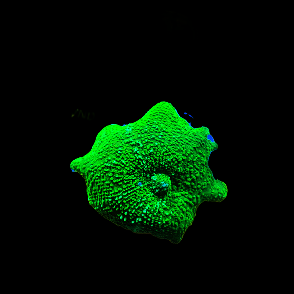 High Grade Green Discoma Frag