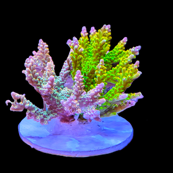 Acropora Selago - Rainbow 3" frag