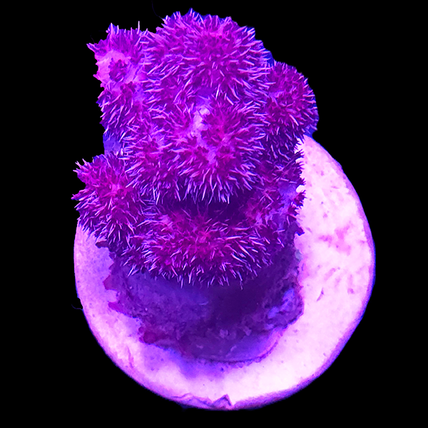 Carnation Tree Coral  - WYSIWYG