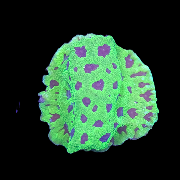 Purple Green Favia Frag - WYSIWYG