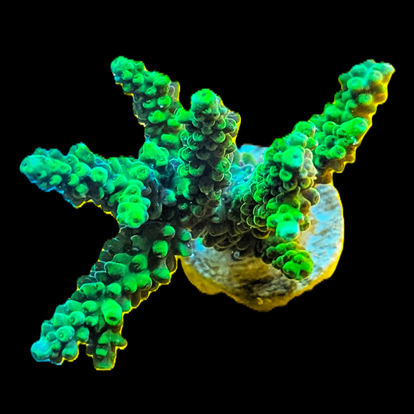 Acropora Tenuis - Green Frags