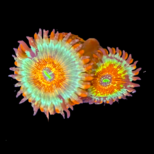 White Zombie Zoas