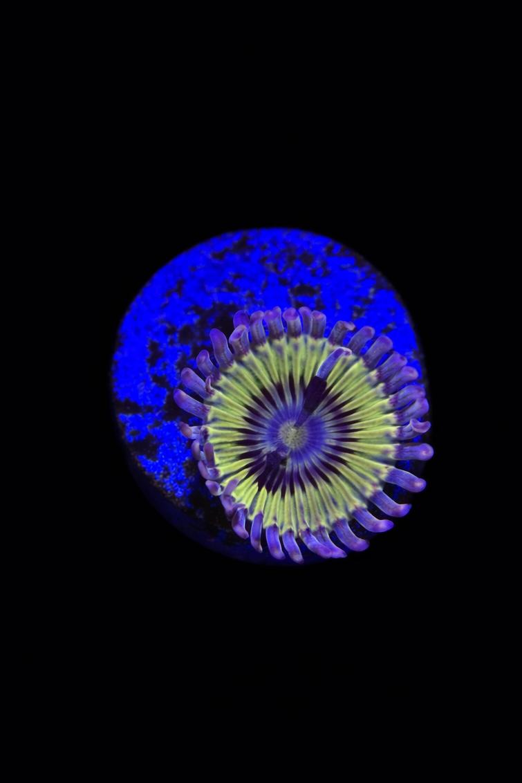 WYSIWYG Chiquita Zoa (A10)