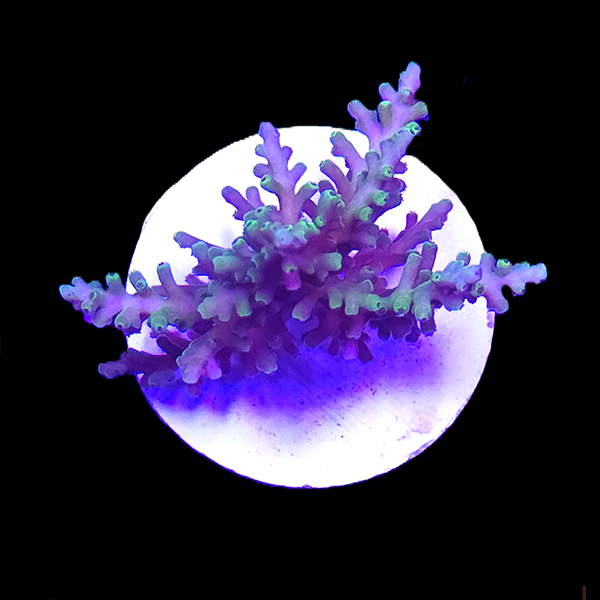 Acropora Echinata Frag