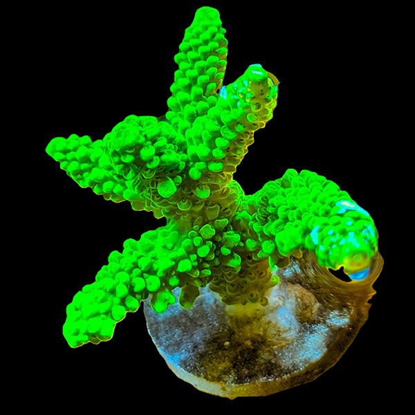 Acropora Abrotanoides - Green - Frag