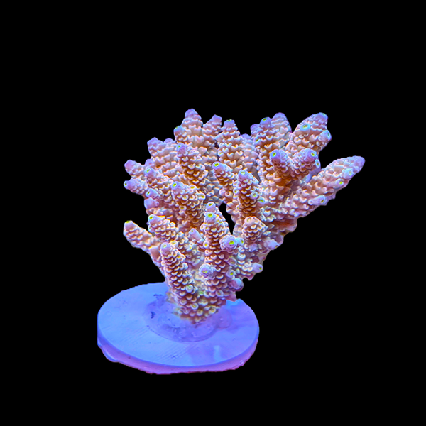 Acropora Millepora - Red Yellow 3" frag