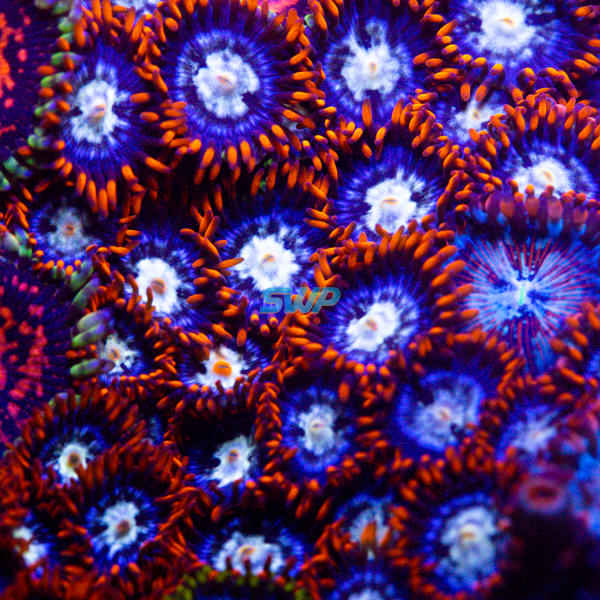 Ring of Fire Zoanthid