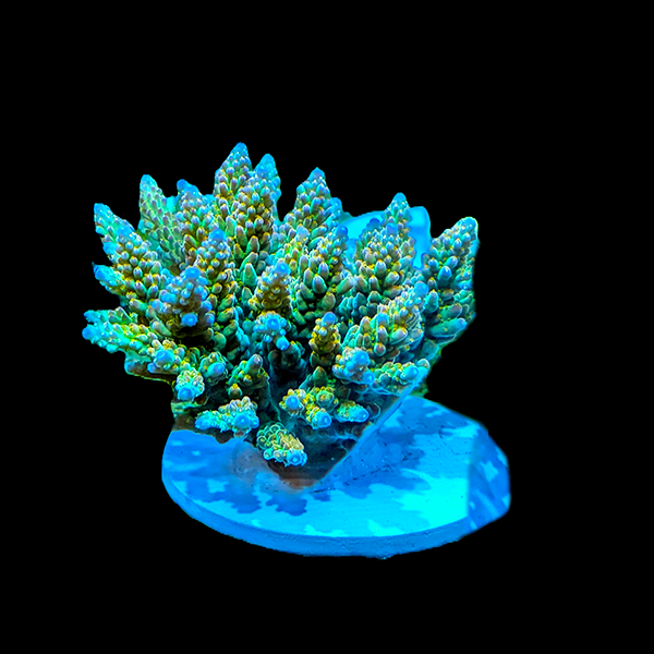 Acropora nasuta - Blue Green 3" frag