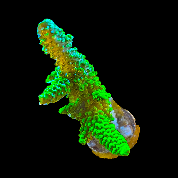 Acropora Abrotanoides - Green - Frag