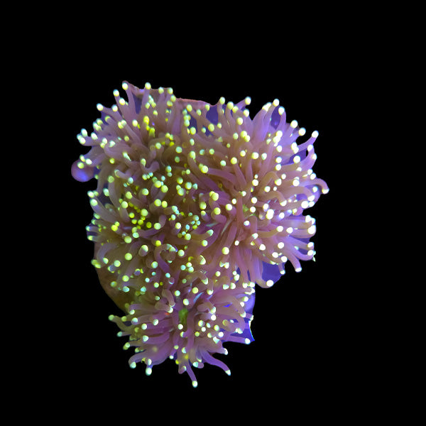 Purple Green Torch Colony B2 - WYSIWYG