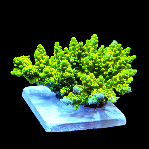 Acropora Hoeksemai - yellow green 3" frag