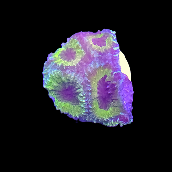Green Favia Brain Frag