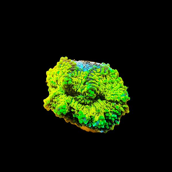 Green Orange Yuma Mushroom Frag