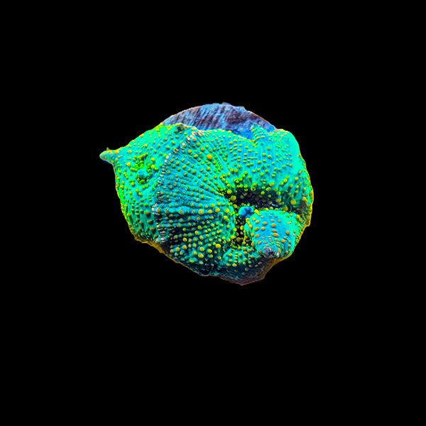 Green Rhodactis Mushroom