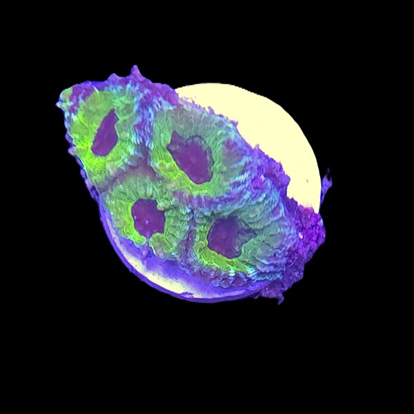 Green Favia Brain Frag